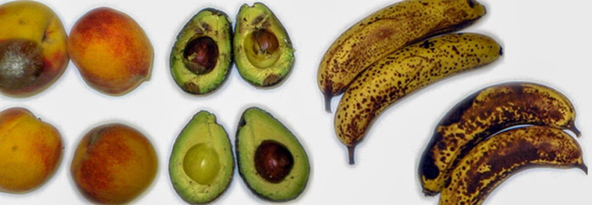 Biology professor George Pierce has developed a method using a naturally occurring microorganism to keep fruits and vegetables fresher for longer.